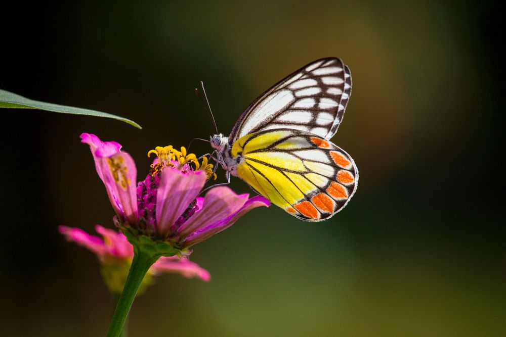 Photograph by Shadab Ishtiyak