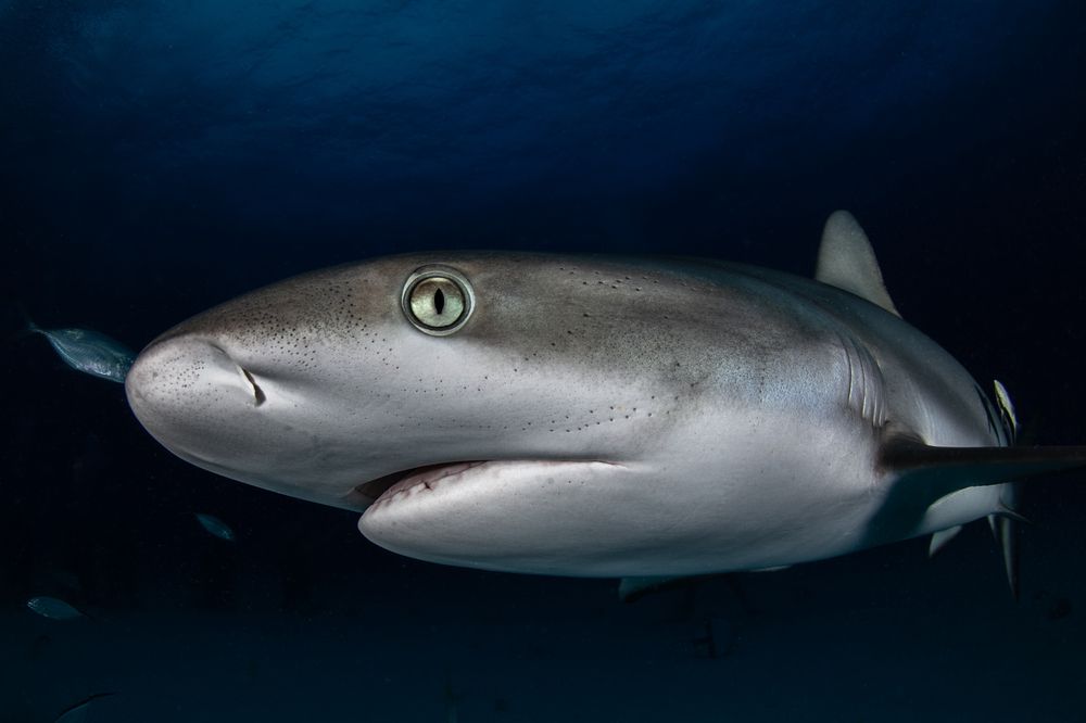 Photograph by Carlos Eduardo Barreto Pinheiro