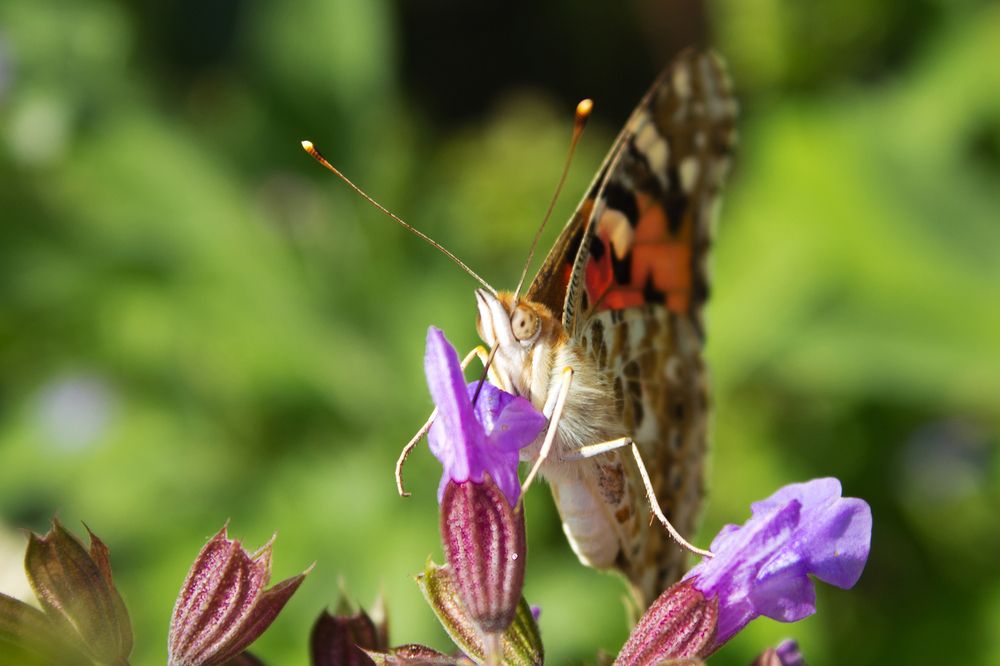 Photograph by Ольга Сельницына
