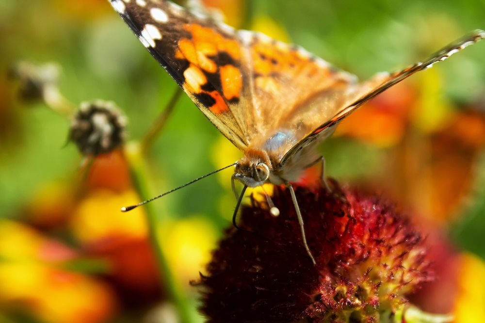 Photograph by Ольга Сельницына