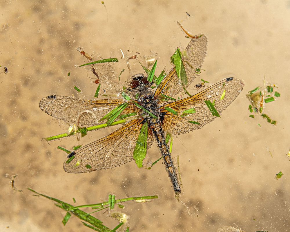 Photograph by Vladimir  Komarov