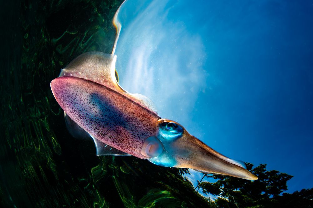 Photograph by Carlos Eduardo Barreto Pinheiro