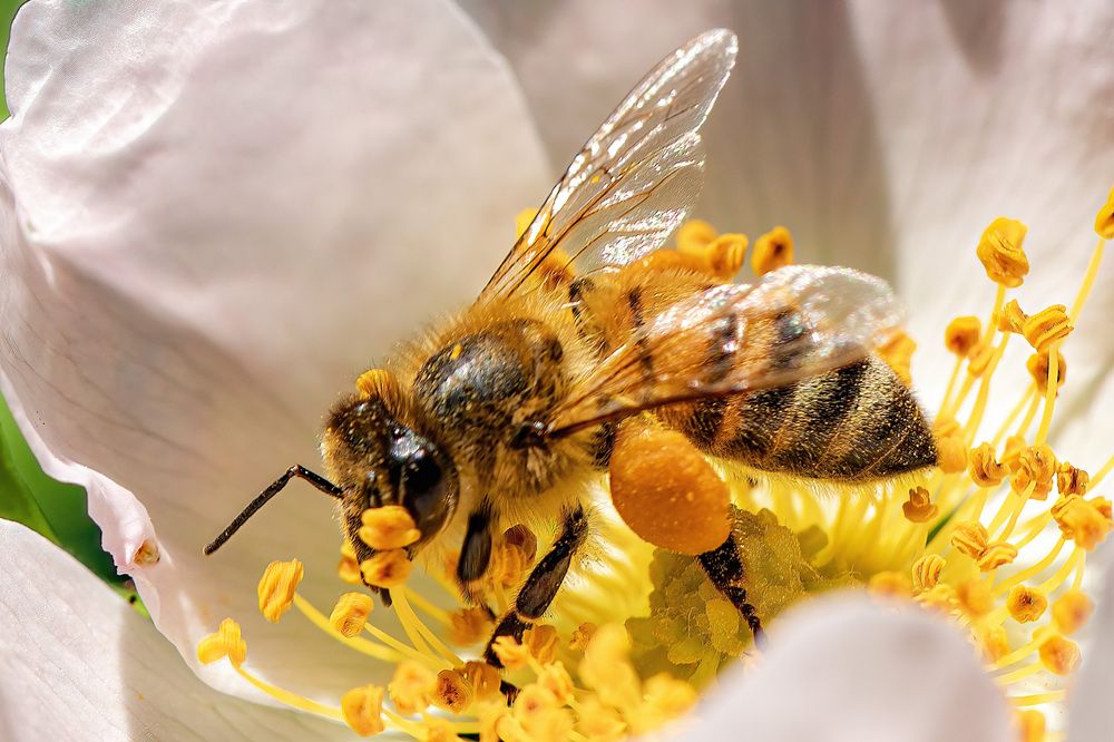 Фотография автора Ruslan Badykov