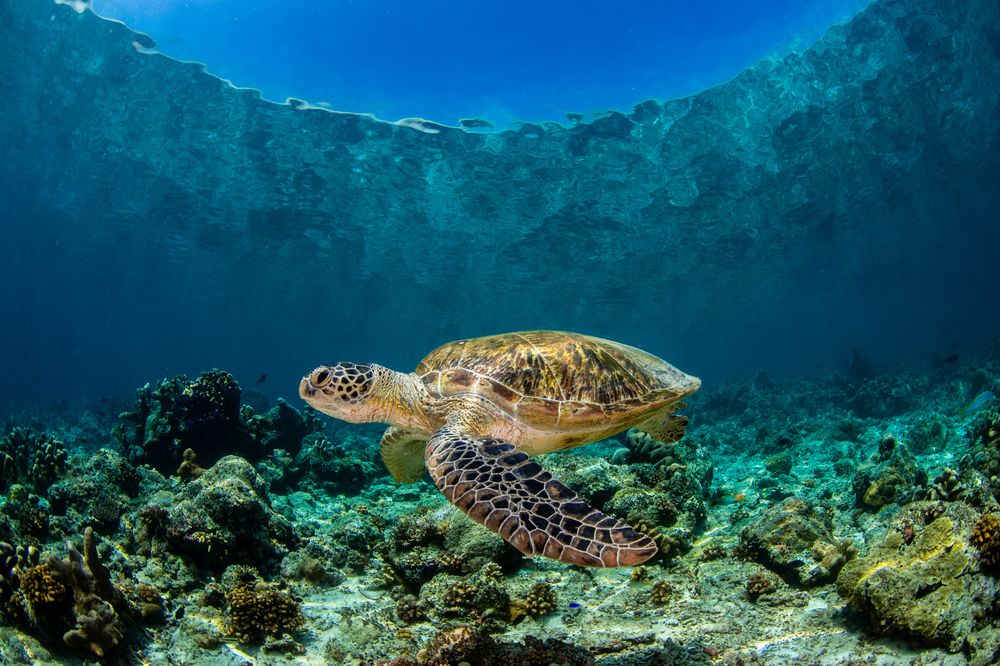 Photograph by Carlos Eduardo Barreto Pinheiro