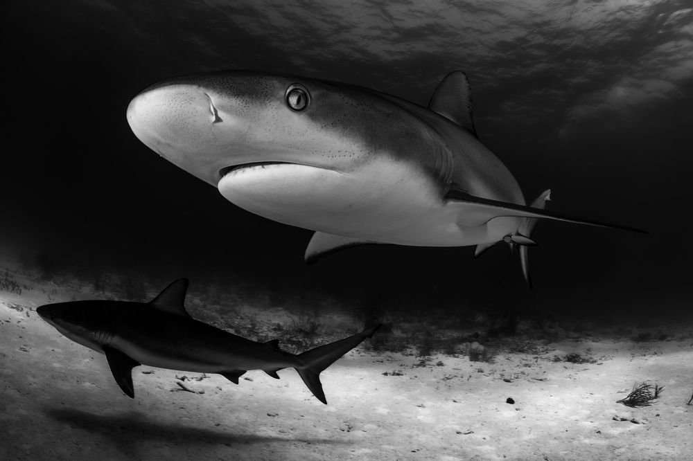 Photograph by Carlos Eduardo Barreto Pinheiro