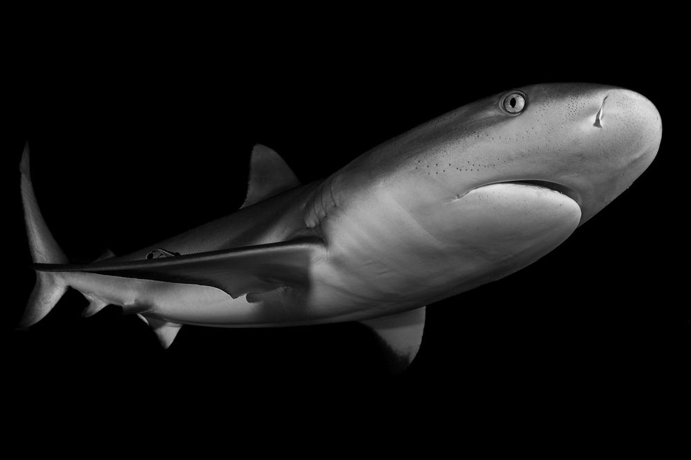 Photograph by Carlos Eduardo Barreto Pinheiro