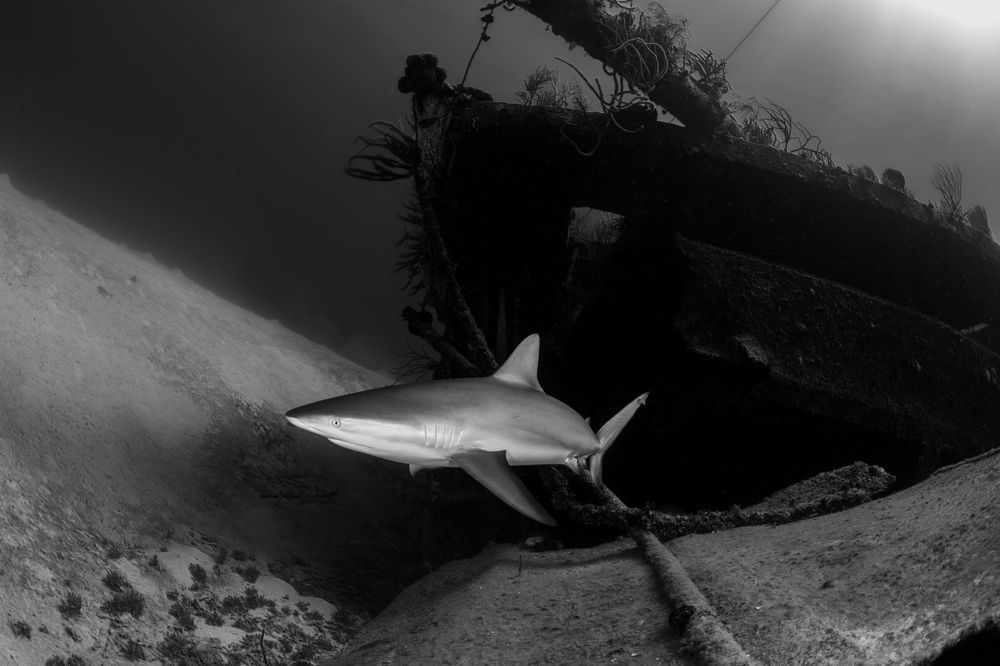 Photograph by Carlos Eduardo Barreto Pinheiro