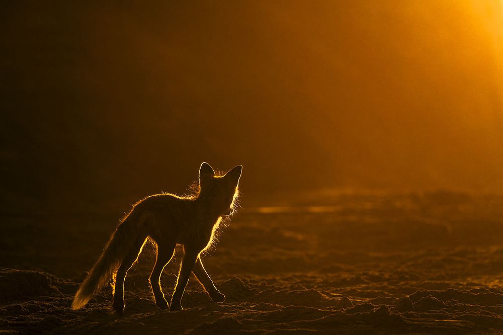 В золоте солнца