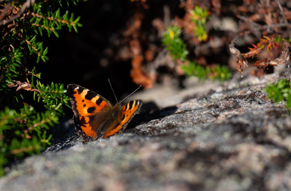 Photograph by Диана Бородзе