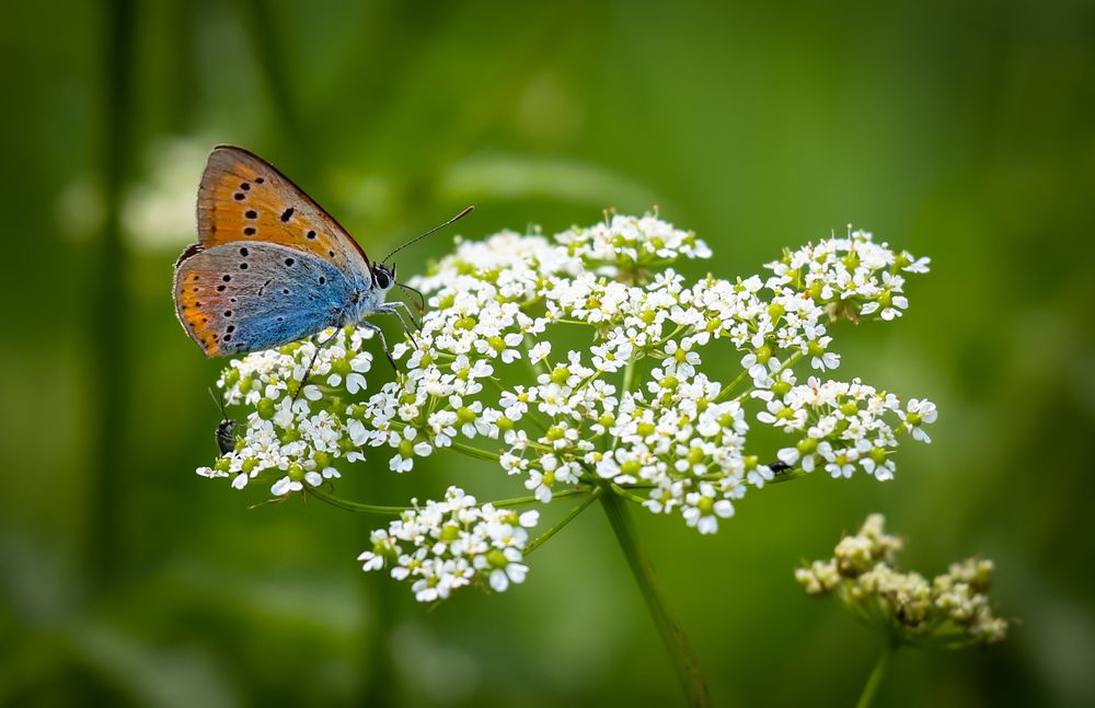 Photograph by Диана Бородзе