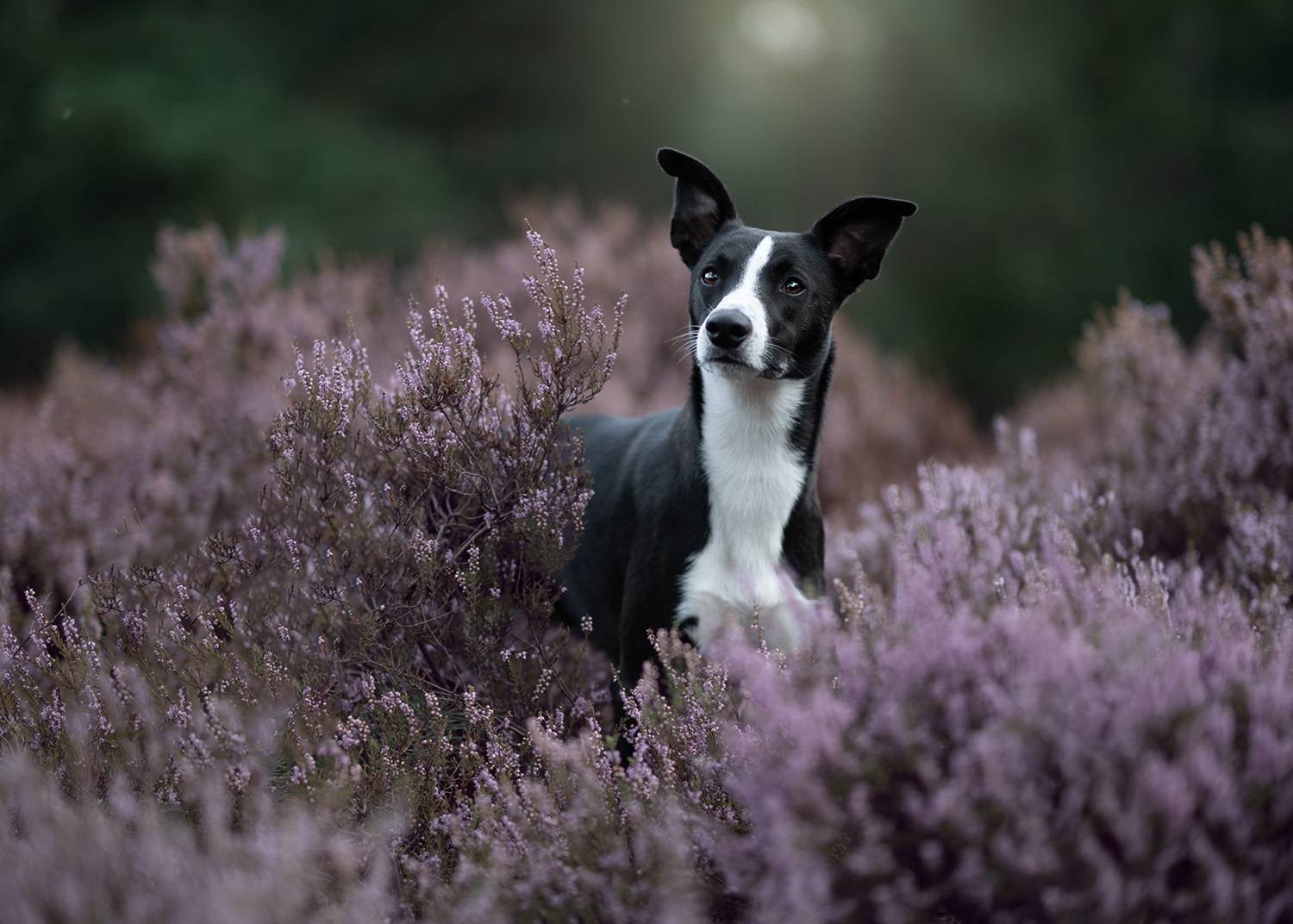 Фотография #11882956