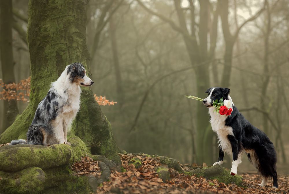 Photograph by Jolanda Boelhouwers Diederik