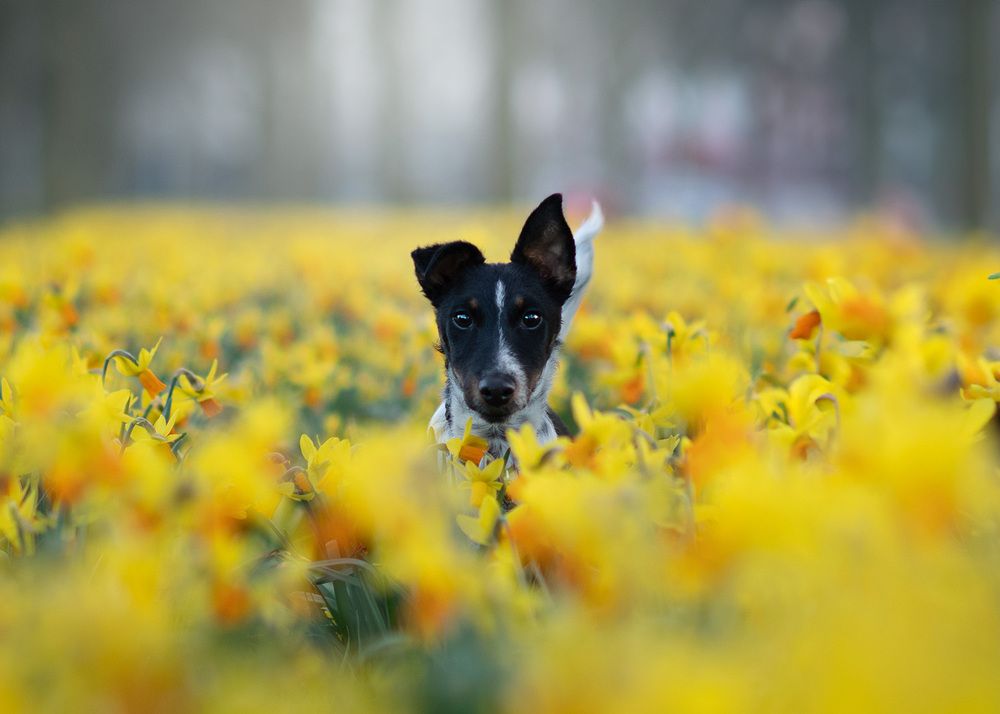 Photograph by Jolanda Boelhouwers Diederik