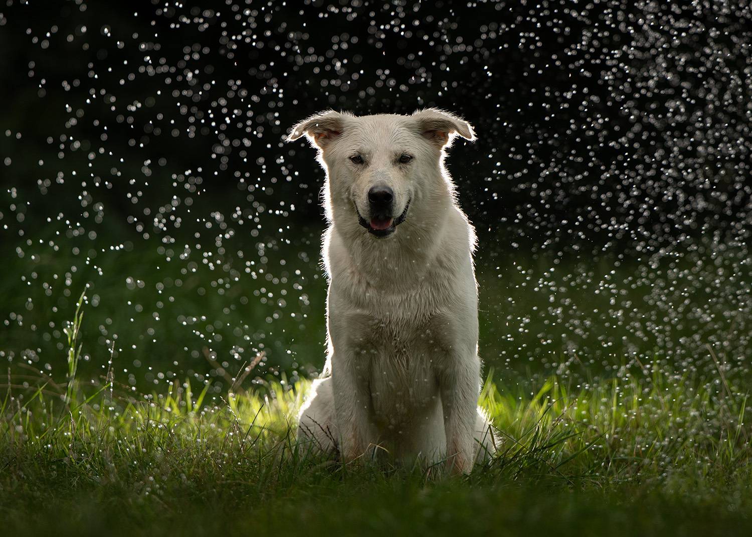 Фотография #11882959