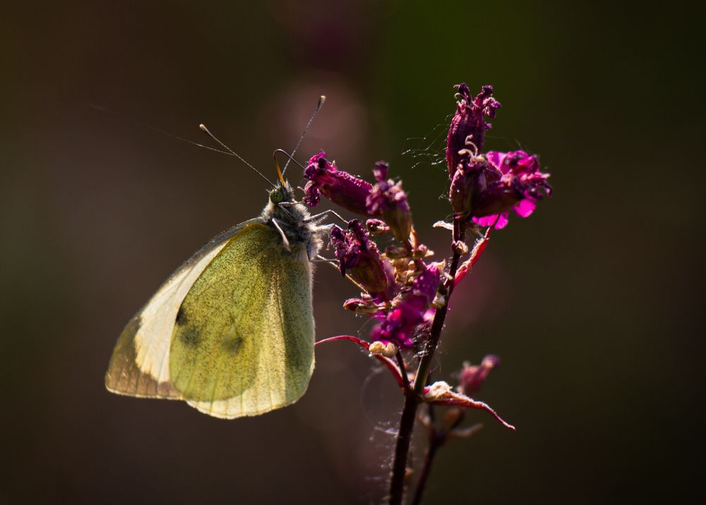 Photograph by Диана Бородзе