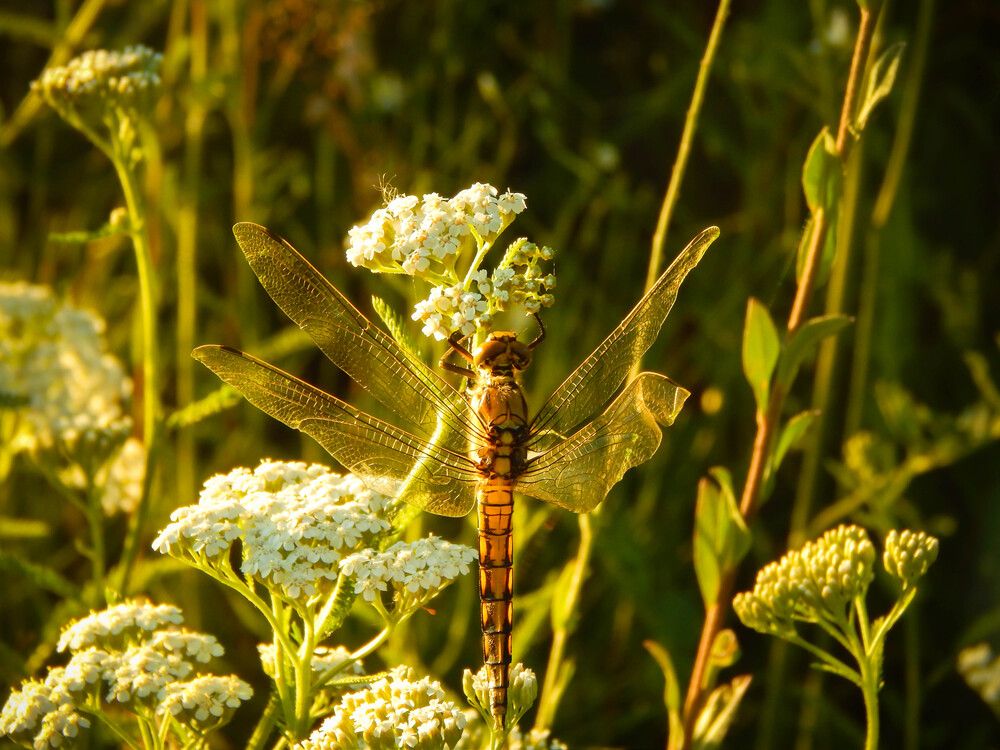 Photograph by Диана Бородзе