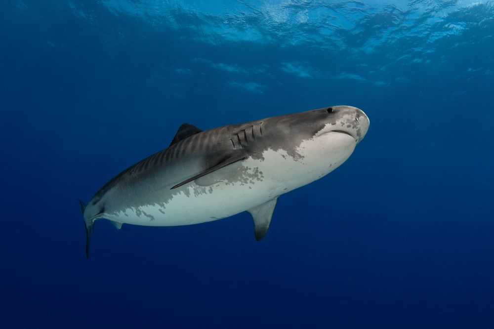Photograph by Carlos Eduardo Barreto Pinheiro