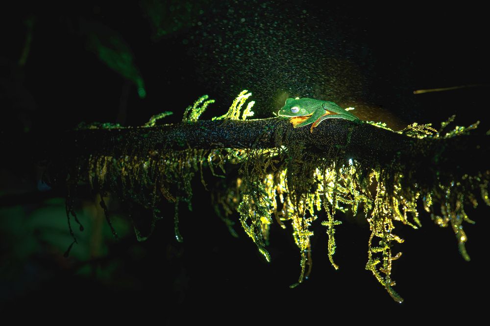 Фотография автора Pramit Karmakar