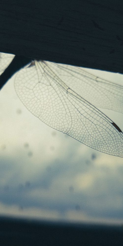 Photograph by Ульяна Бедрицкая