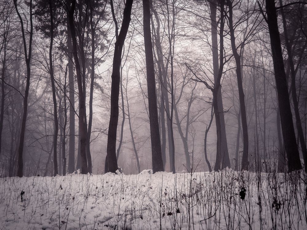 Photo #11883281