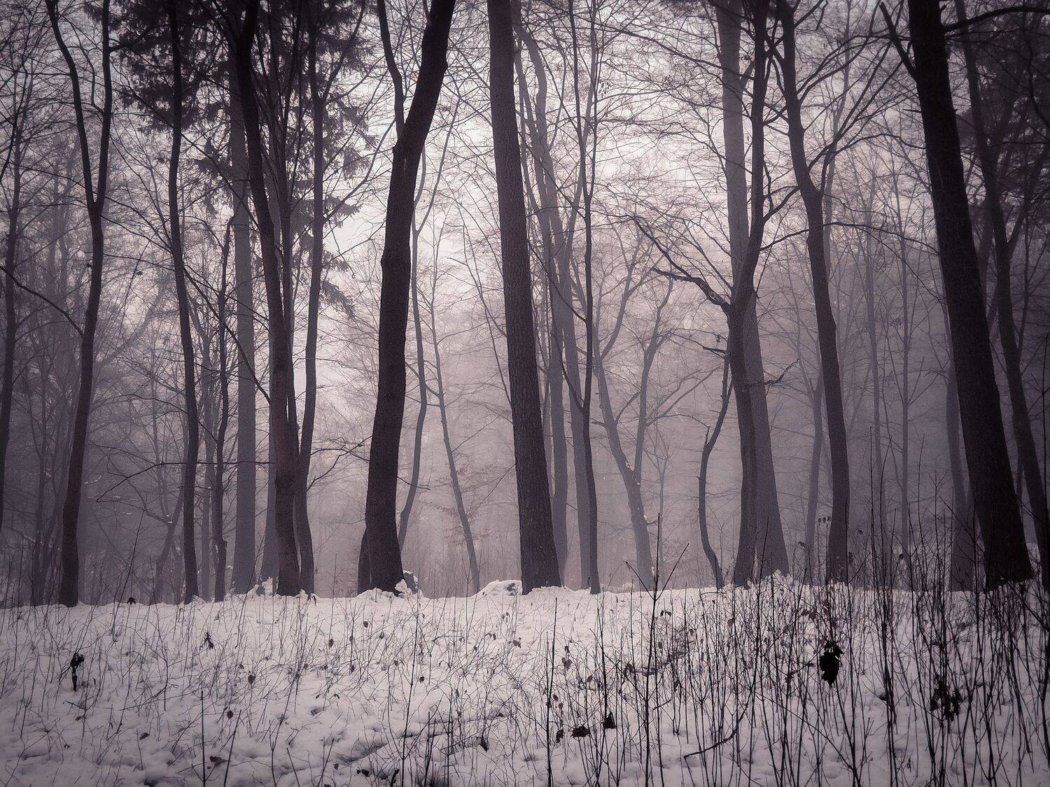 Photo #11883281