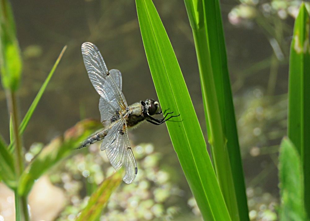 Photograph by Галина Пименова