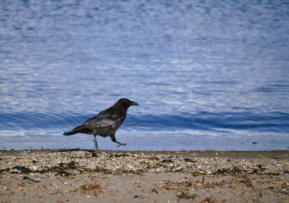 Пешком до Парижа