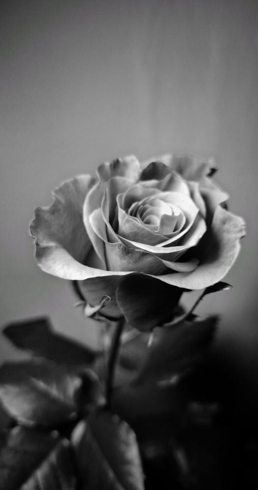 Фотография автора Михаил Мазлоев