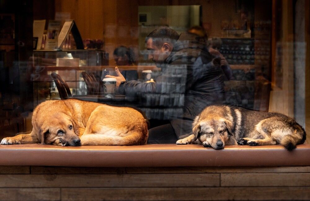 Photograph by Анна Стрелковская
