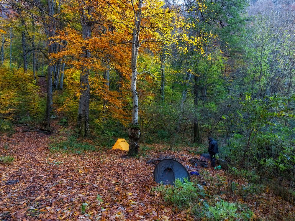Наедине с волшебным Лесом