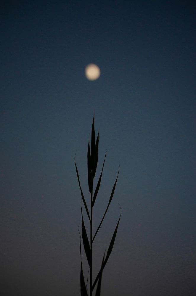 Photograph by Sahar Jafari