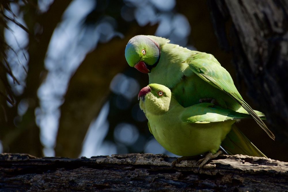 Фотография автора BIPLAB MISRA