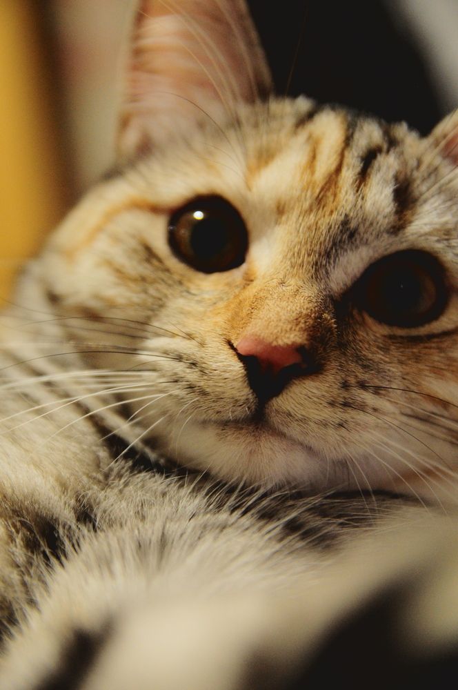 Фотография автора Тагир Должиков