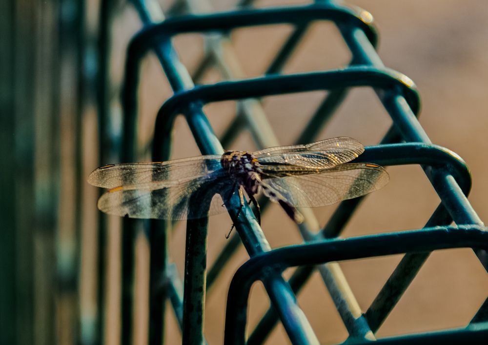 Фотография автора Sarrah Yehia