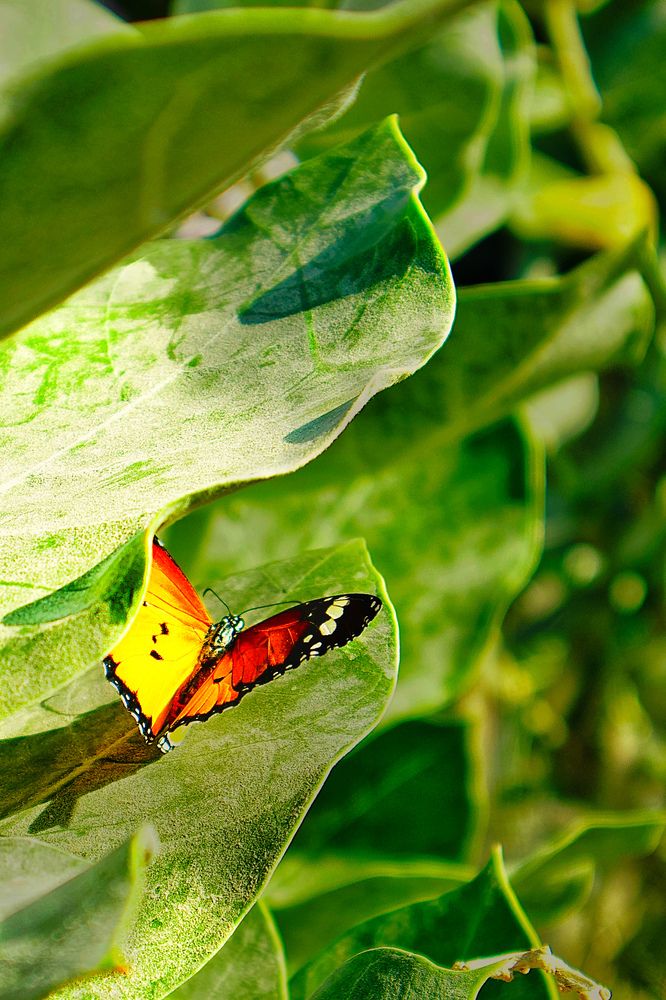 Фотография автора Sarrah Yehia