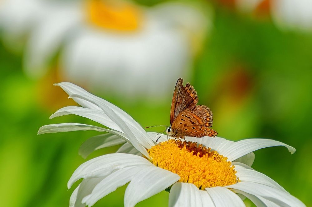 Photograph by Михаил Косолапов