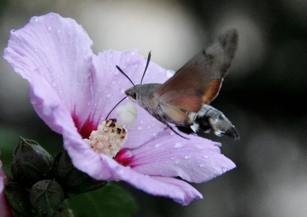 Photograph by Лариса Левченко