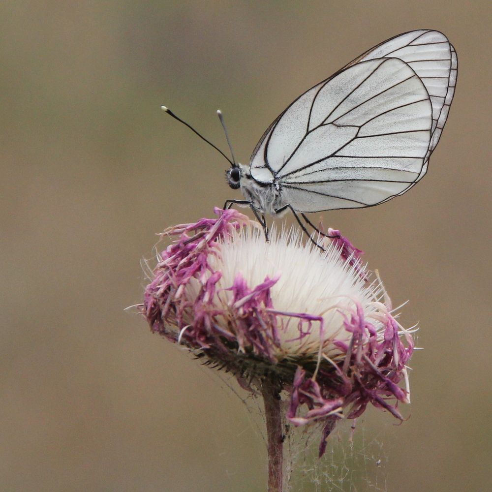 Photograph by Лариса Левченко
