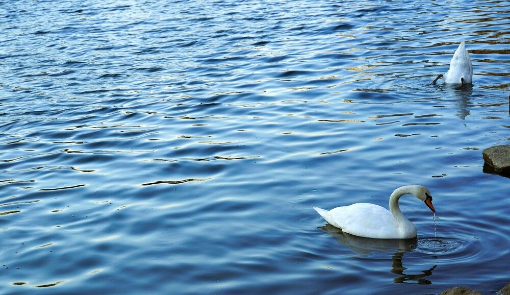 Photograph by Andreea R. Gander