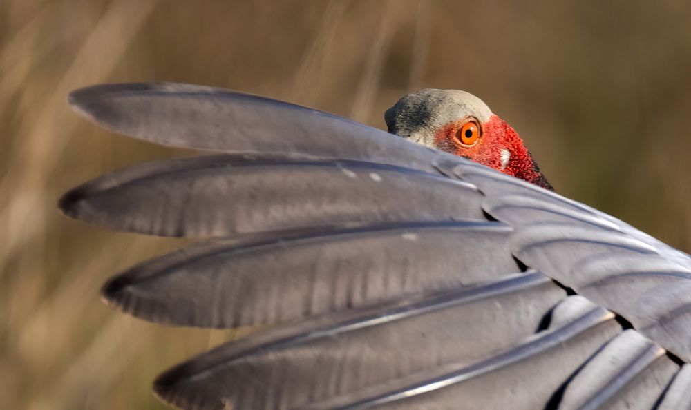 Photograph by Navjot Singh