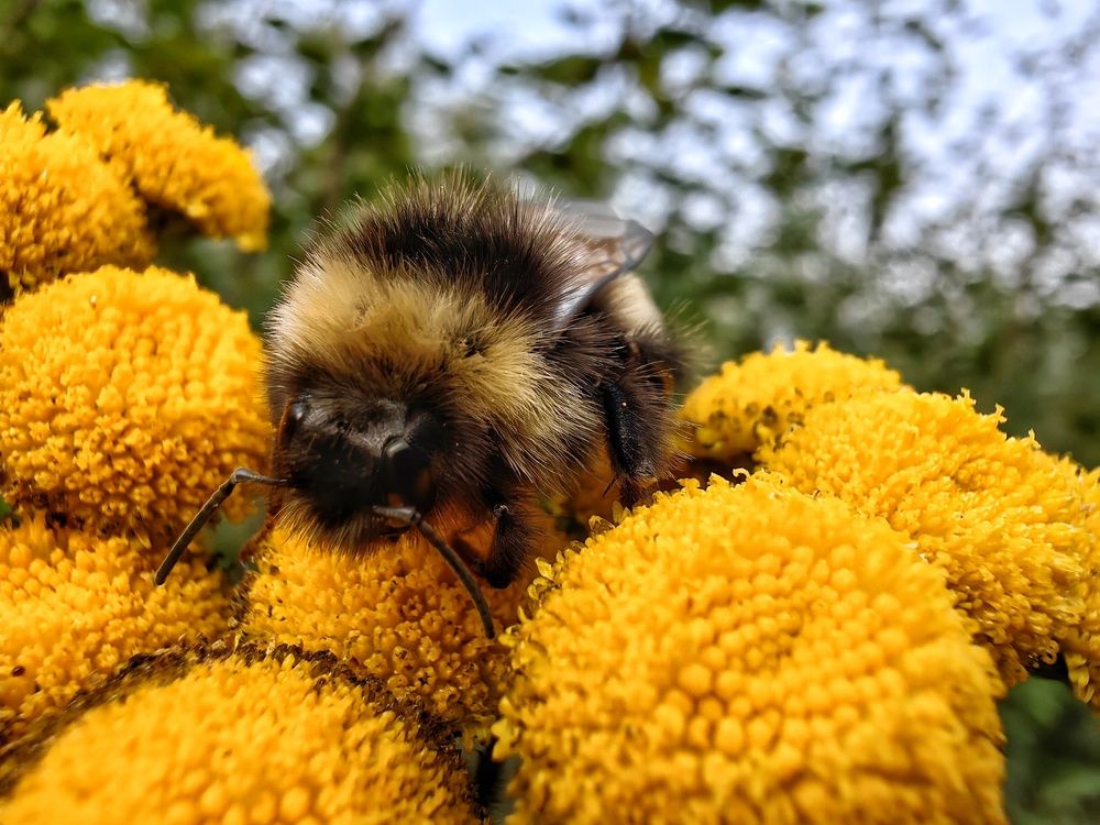 Пушистик добывает еду