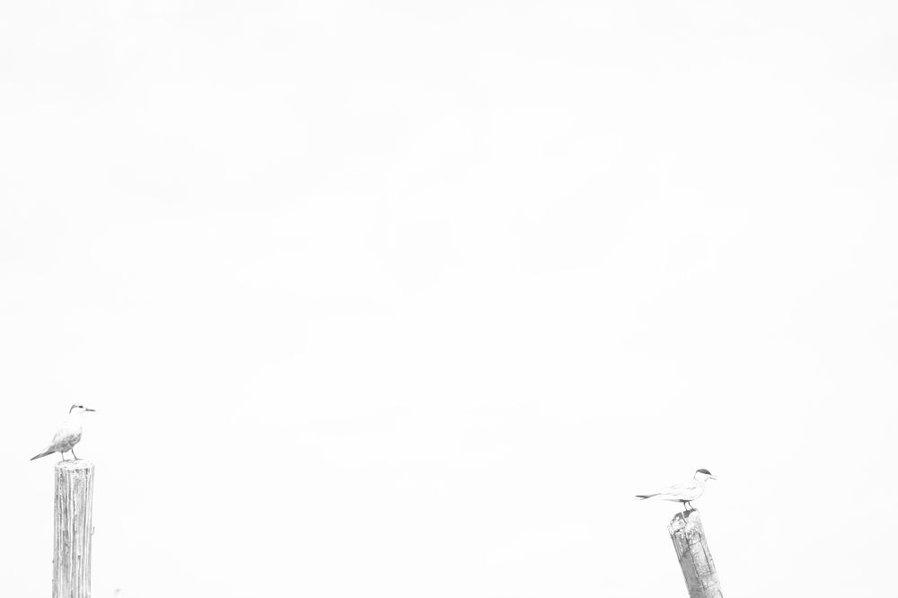 Photograph by Hans Richard Hans