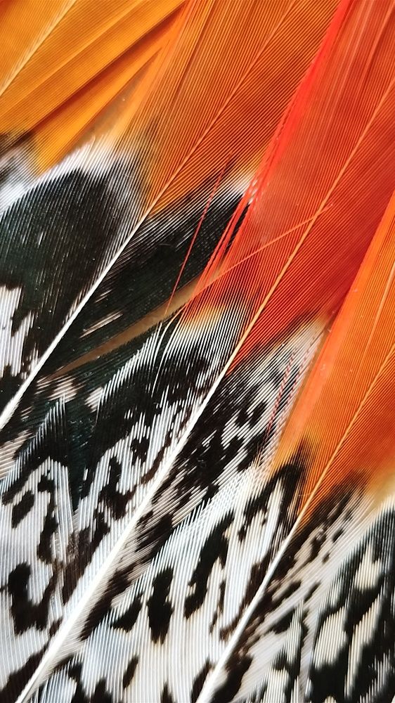 Перья Жар-птицы