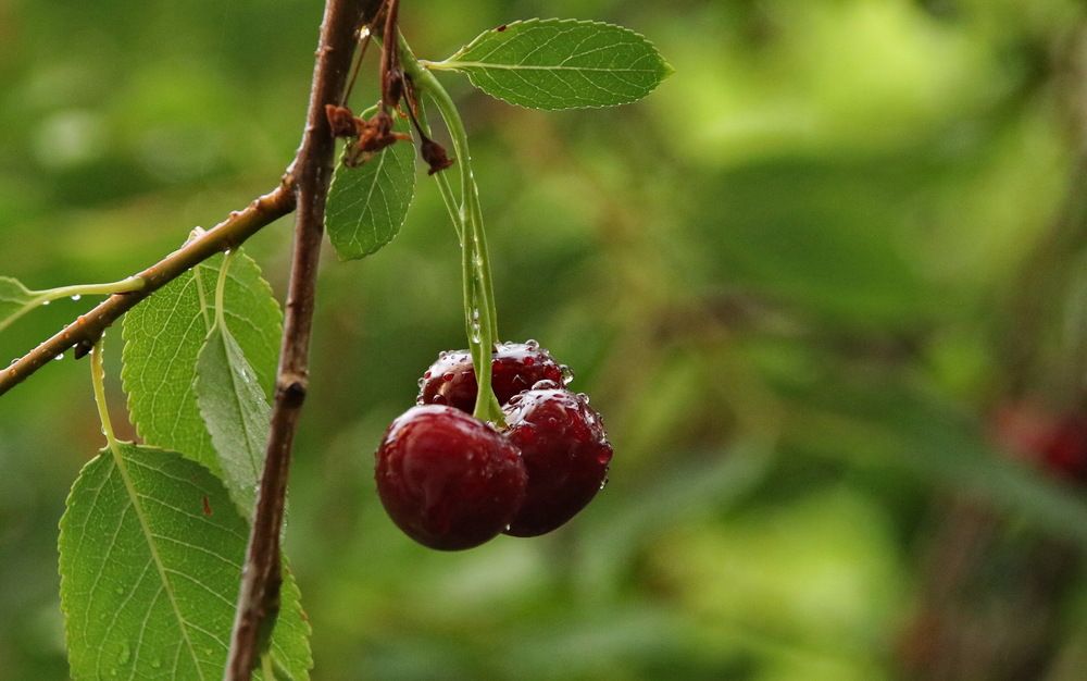 Photograph by Юрий Чистяков