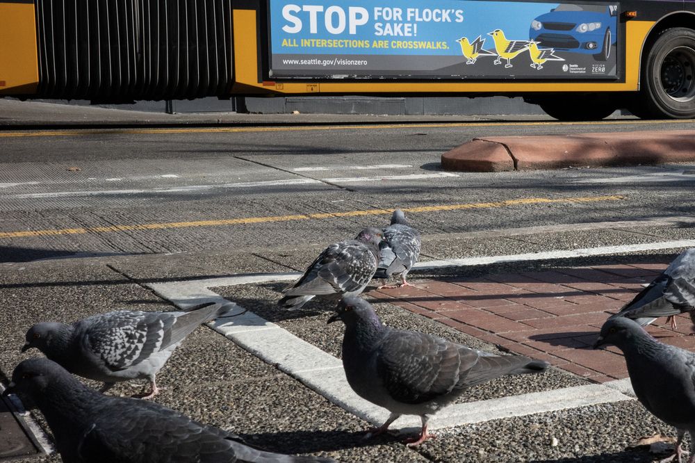 the pigeons and the billboard on the bus