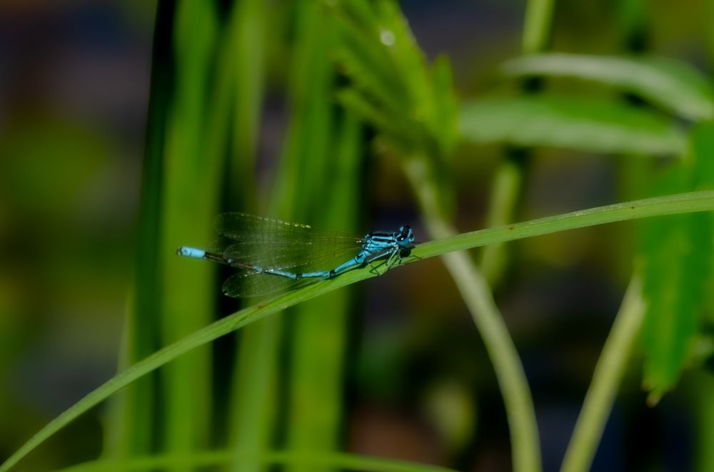 Photograph by Oksana Kuzmina