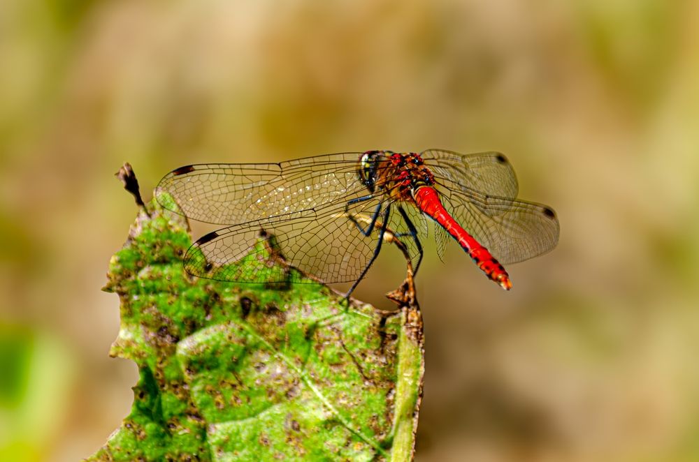 Photograph by Oksana Kuzmina