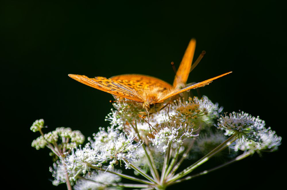 Photograph by Oksana Kuzmina