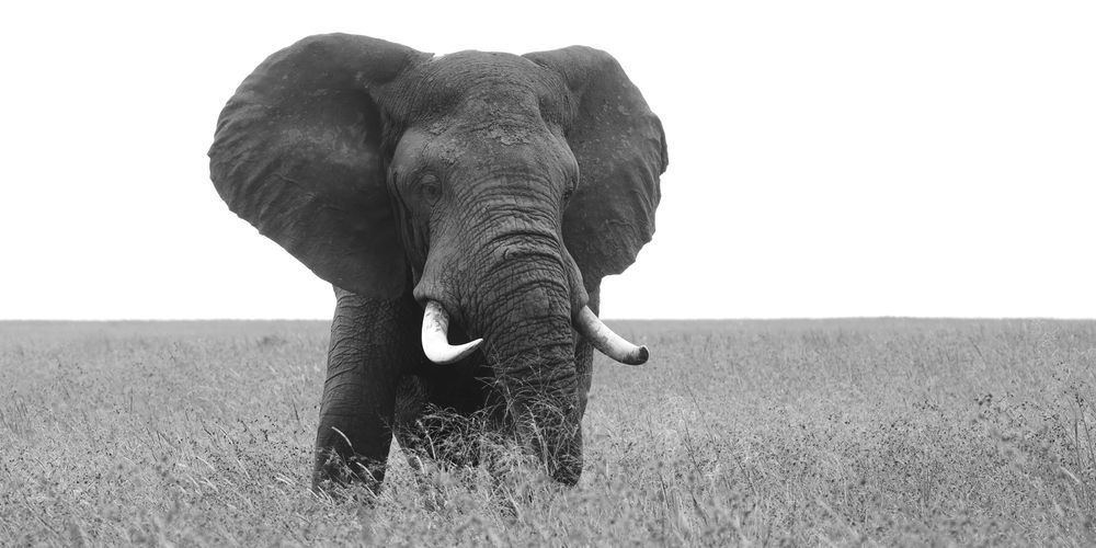 The Big and the Black