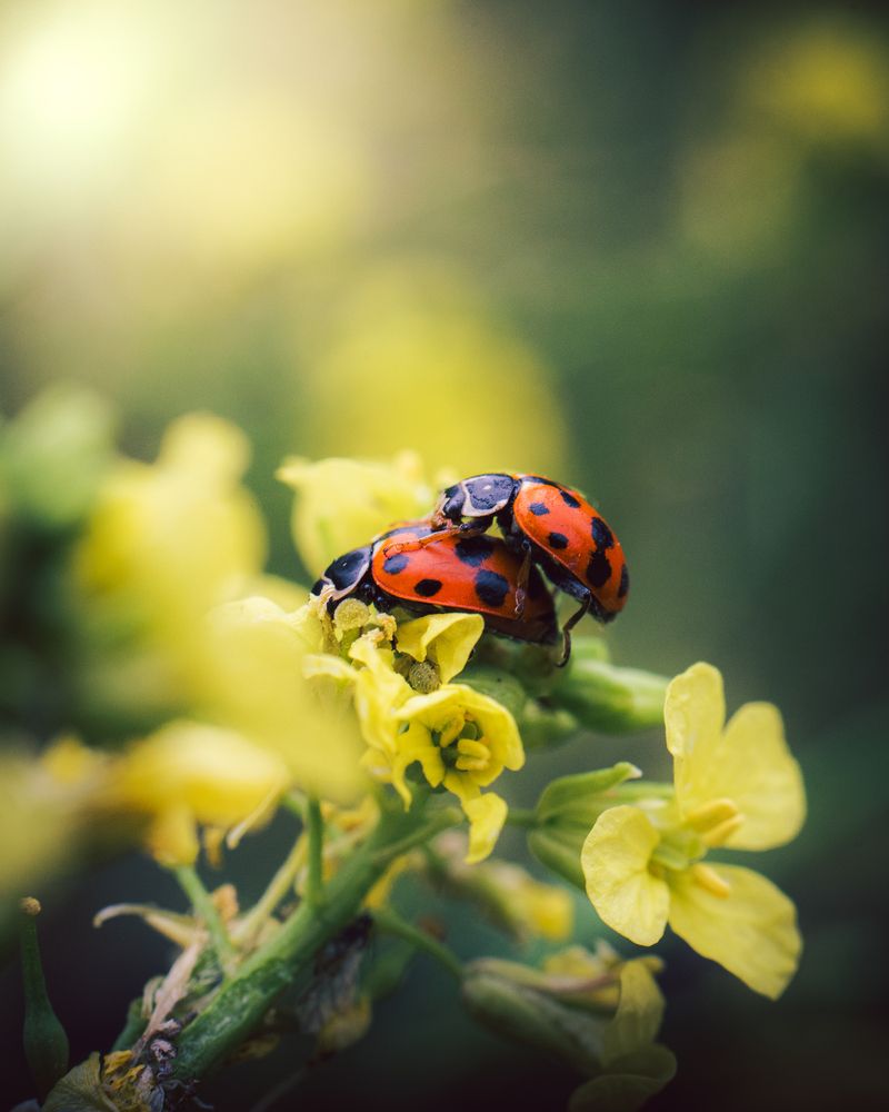 Mi pequeño gran amor